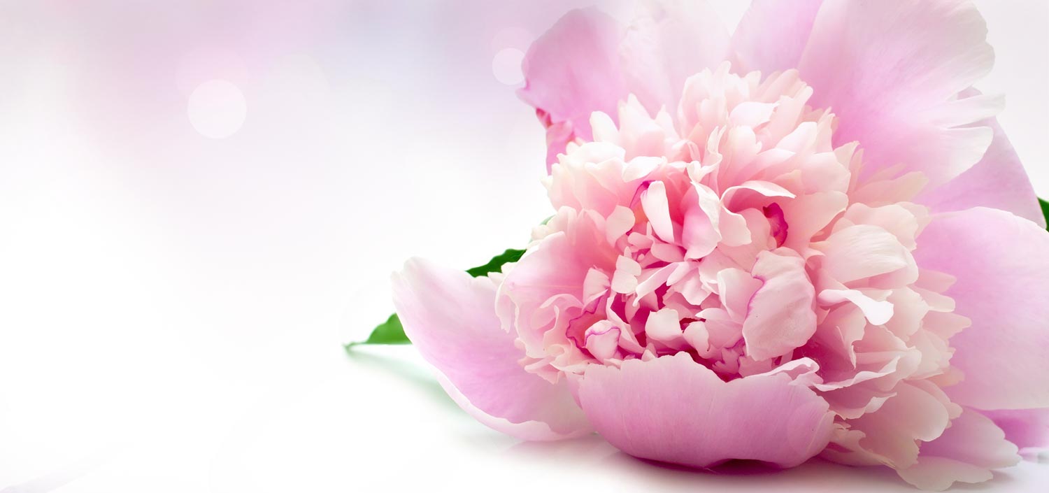 Peonies